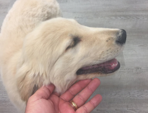 PAWS for Purple Hearts